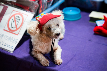 Cute white curly dog sits on the table in the exotic market in Thailandの写真素材