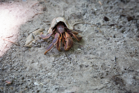 Crab crawling on the beach on Similan islands, in Thailandの写真素材