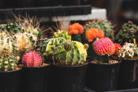 Cactus platsの写真素材