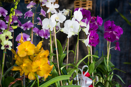 Handmade and creative jugs at the marketplaceの写真素材