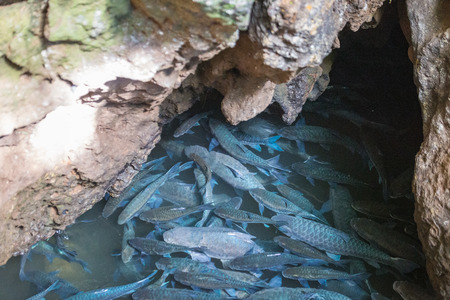 A lot of different and big fish in a lake, in countryside