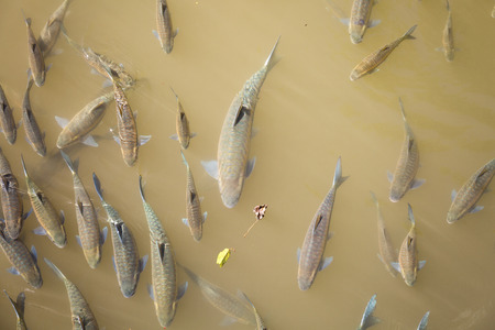A lot of different and big fish in a lake, in countrysideの写真素材