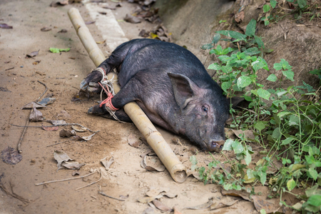 Big pig in the thai village at the sunny dayの写真素材