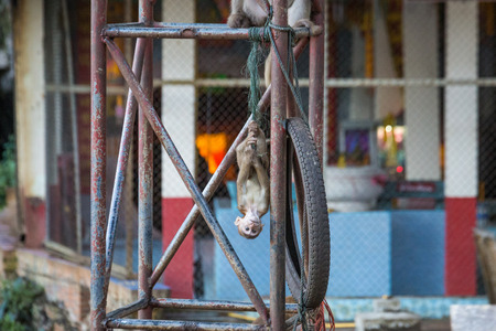 Funny monkeys on the streets in asian village, clear weather outsideの写真素材