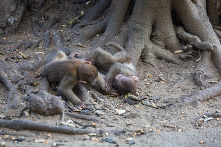 Funny monkeys on the streets in asian village, clear weather outsideの写真素材
