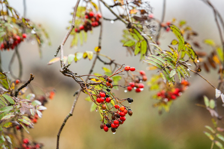 Viburnum tree in dew drops in the early foggy morningの写真素材