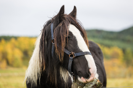 Beautiful brown horse in a field in Scotland in sunny weather.の写真素材