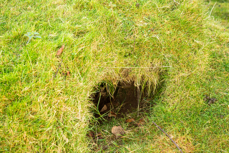 The big hole of some animal underground in the middle of the green meadow