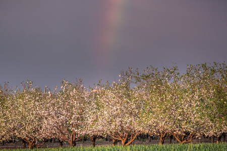Scenic view with corn field and rainbow over almond grove blooming with beautiful flowers in February near Monastery Of Silenceの写真素材