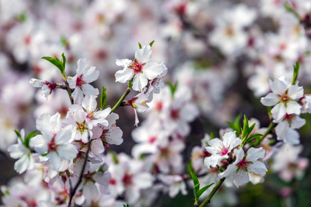 Almond tree bloom in blue streets of Holy city Safed, Israel.の写真素材