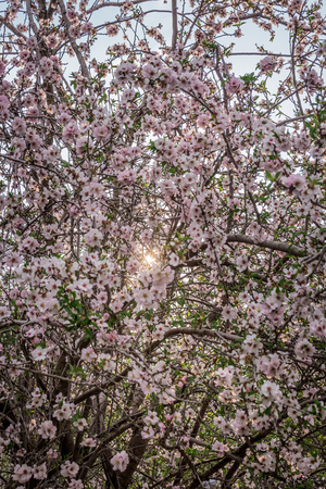 Scenic view of almond grove blooming with beautiful flowers in February near Monastery Of Silenceの写真素材