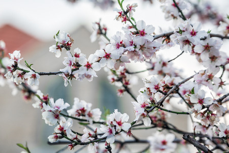Almond tree bloom in blue streets of Holy city Safed, Israel.の写真素材