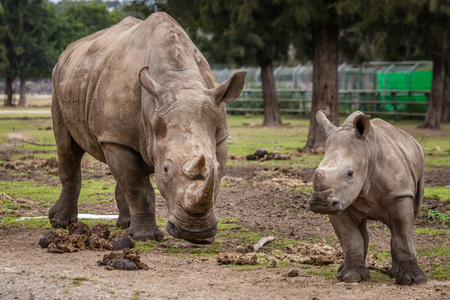 A close up of a female rhinoceros and her calf. Showing off her beautiful horn. Protecting her calf.の写真素材