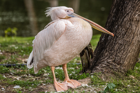 Great white pelican (also known as the eastern white pelican, rosy pelican or white pelican) (Pelecanus onocrotalus)の写真素材