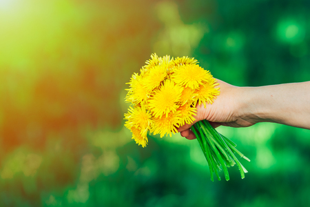 Florist's daisy (Chrysanthemum morifolium) is a species of perennial plant from Asteraceae family.の写真素材