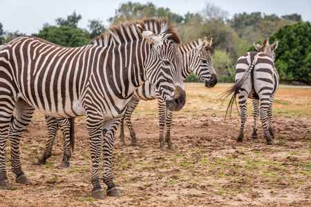 The Grevy's zebra (Equus grevyi), also known as the imperial zebra, is the largest living wild equid and the largest and most threatened of the three species of zebraの写真素材