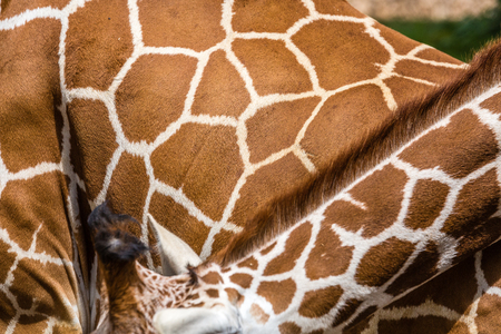 Texture of genuine leather skin of giraffe with light and dark brown spots.の写真素材
