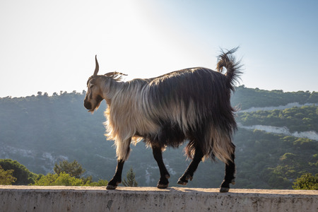 Mountain goat walks along the bardur at the edge of the observation deck in the background beautiful green mountains to the north in Israelの写真素材