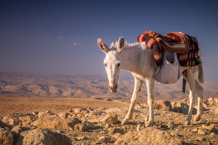 Donkey near Mount Azazel located near Jerusalem and the Dead Sea. West Bank, Israel.の写真素材
