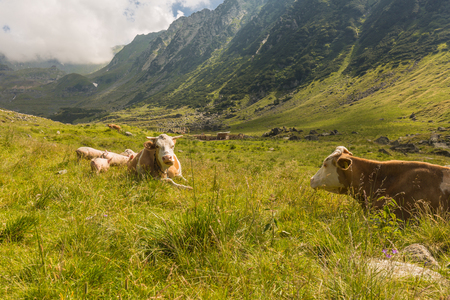 Cows graze on a green meadow near the Transfagaras highway in the picturesque mountain areas on a sunny day in Romaniaの写真素材
