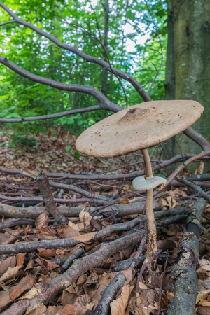 Large mushroom grows in tall grass in a green forest in the warm season in Romaniaの写真素材
