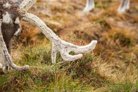 Reindeer walks through a large pasture in Scotland. Deer are looking for and eating the last green grass, which will soon become dry as it is now mid-autumn.の写真素材
