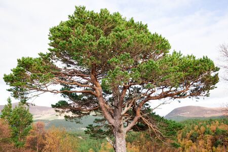 Large pine tree growing in the forest of Scotland. The tree stands on the edge of a hill. Beautiful...