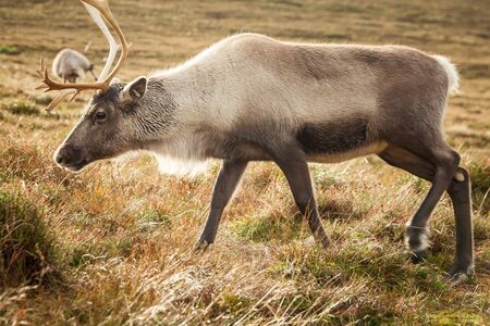Reindeer walks through a large pasture in Scotland. Deer are looking for and eating the last green...