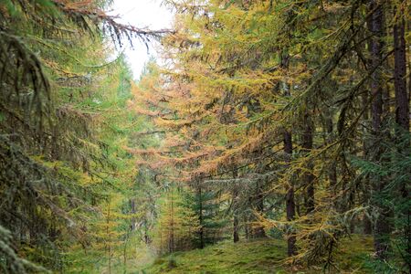 Autumn coniferous forest in Scotland. On the ground grows thick green moss. Peace and quiet.の写真素材
