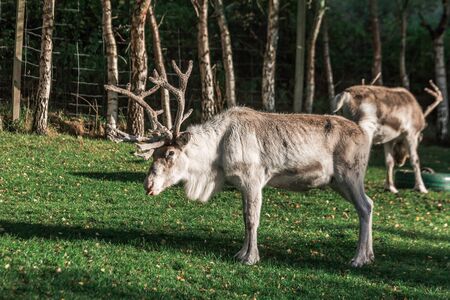 The Cairngorm Reindeer Herd in the Cairngorm mountains in Scotland
on autumn day.の写真素材