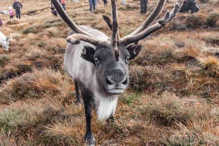 The Cairngorm Reindeer Herd in the Cairngorm mountains in Scotland
on autumn dayの写真素材