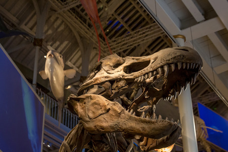 Edinburgh, Scotland - October 10, 2017: The National Museum of Scotland interior in Edinburghのeditorial素材