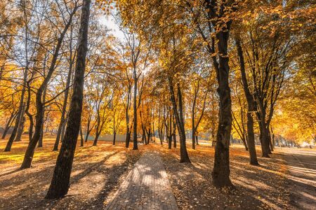Park with golden leaves at autumn in Minsk, Belarus.の写真素材