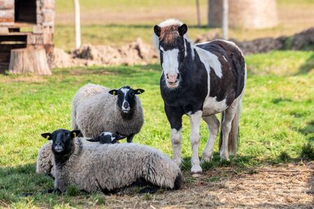 Horse and sheeps in the field.の写真素材