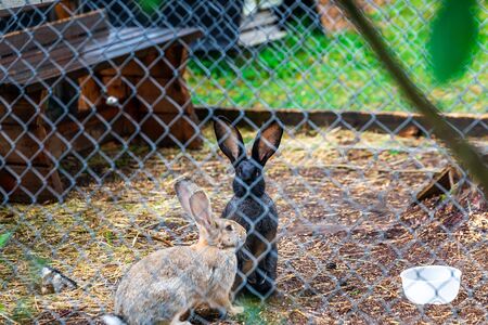 White and black rabbits sitting in a cage.の写真素材
