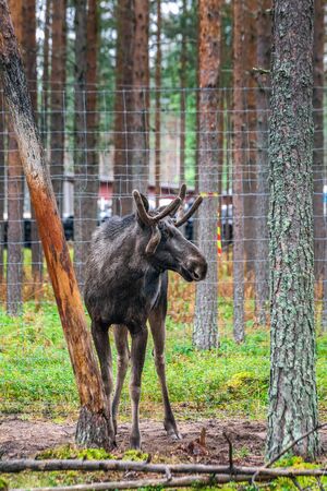 Young Wild Moose with antlers Grazing near Kiruna, Sweden.の写真素材