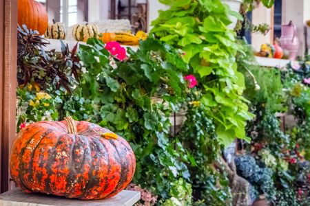 Autumn pumpkins decor in the cafe on the street in Prague, Czech Republic.