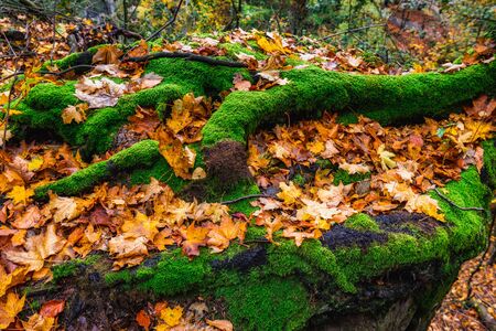 Surreal fairy tale fine art spooky fantasy color outdoor image of gigantic roots of an old tree, covered with moss, foliage, magic mysterious and fairy tale forest - fantastic realism in natureの写真素材