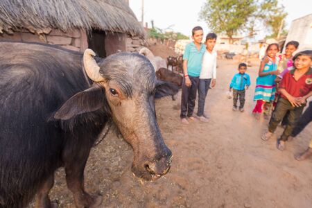 Jodhpur, India - March 08 2017: domestic cow on the background of cheerful children who play outside.のeditorial素材