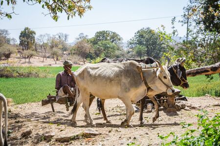 Udaipur, India - March 06 2017: A man sits on a wooden beam and controls two bulls that walk in a...