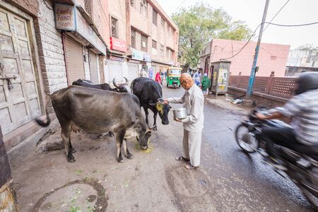 Jodhpur, India - March 08 2017: A man feeds the grain of three cows on a city street.のeditorial素材