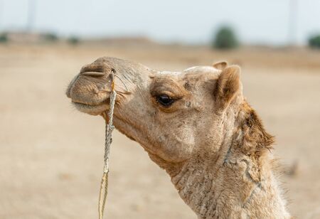 Jaisalmer, India - March 09 2017: Portrait of camel.のeditorial素材
