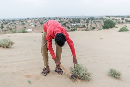 Jodhpur, India - March 08 2017: Indian man cuts bush in the desert.のeditorial素材