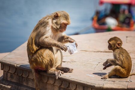 Monkeys at Holi festival in Vrindavan, India.の写真素材