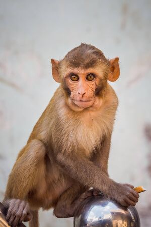 Monkeys at Holi festival in Vrindavan, India.