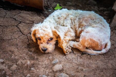 Dog at Long-necked Karen village in Chiang Rai, Thailand.の写真素材