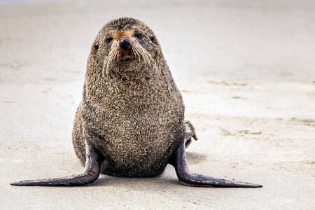 Fur seal at the Archway Islands with sand dunes at Wharariki beach, Puponga, South Island of New Zealand.の写真素材