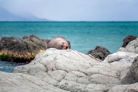 Cute Fur Seal of the Point Kean Colony in Kaikoura, New Zealand.の写真素材