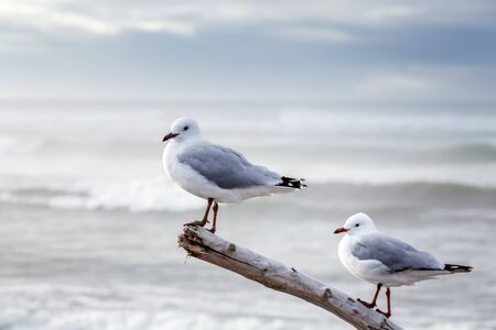 Seagulls at Hokitika West Coast, New Zealand.の写真素材