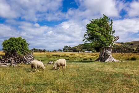 Herd of sheep near Wharariki beach in National Park. Nelson, South Island, New Zealand.の写真素材